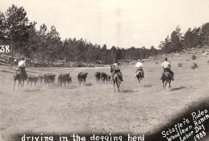 Schaffer's Rodeo driving in the dogging herd in 1933