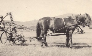 Herb Swan mowing Hay in 1914