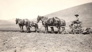 Herb Swan Plowing, early 1900s